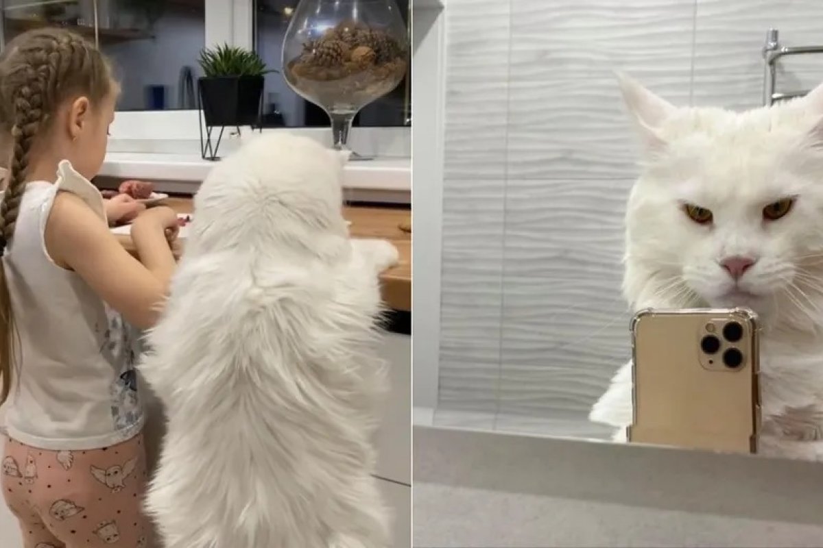 [Na Rússia, gato do tamanho de uma criança viraliza nas redes sociais]