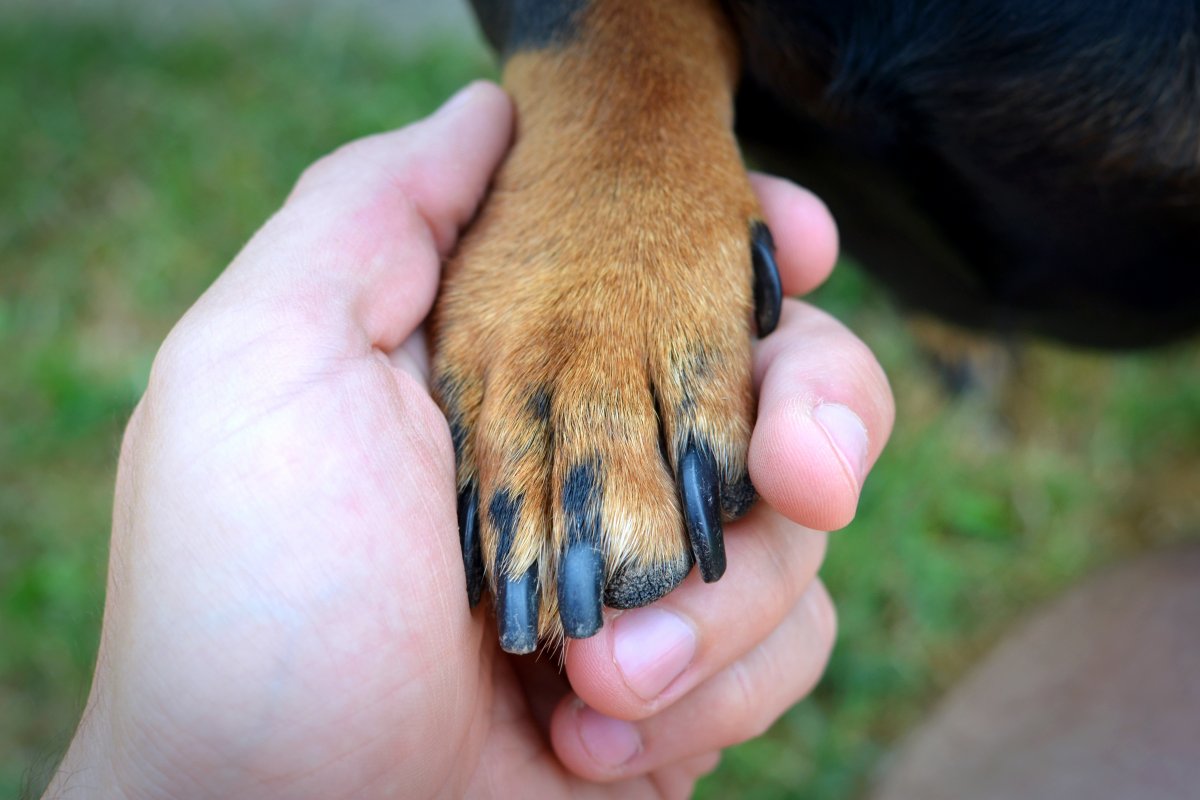 [Unhas dos pets pode revelar saúde ou patologias dos animais]