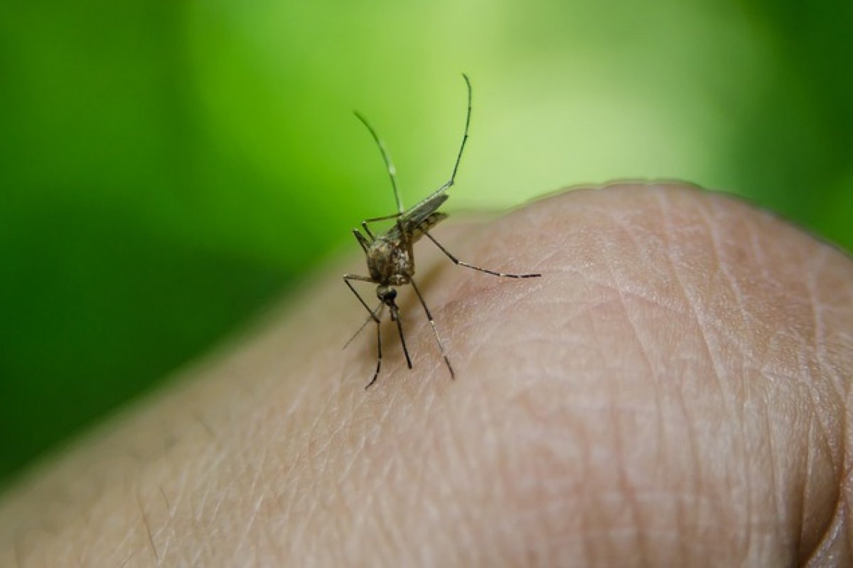 [OMS: Américas registram 2,9 milhões de casos de dengue no 1° semestre]