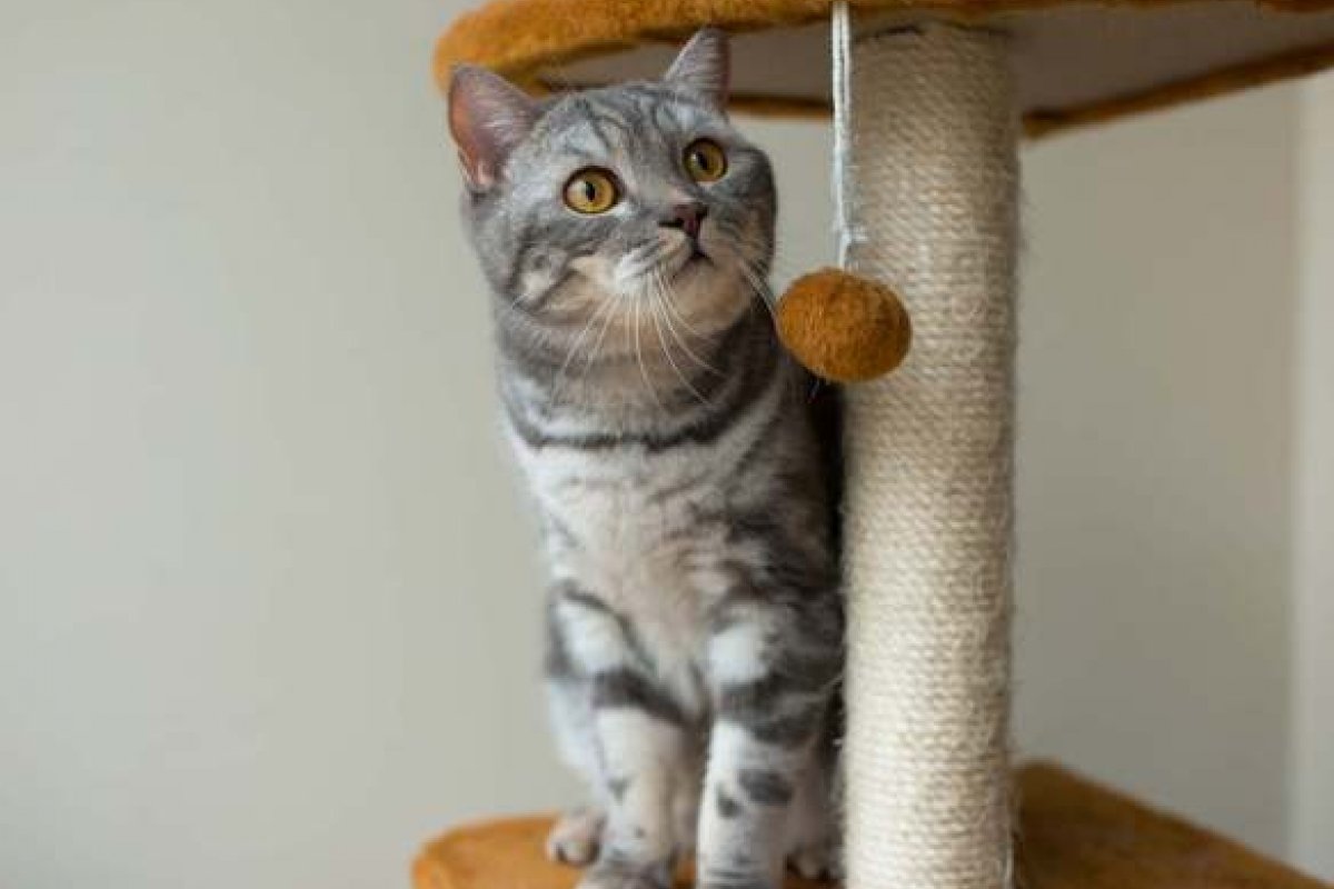 [Adotou um gato? Aqui estão 7 cuidados essenciais para o seu novo felino]