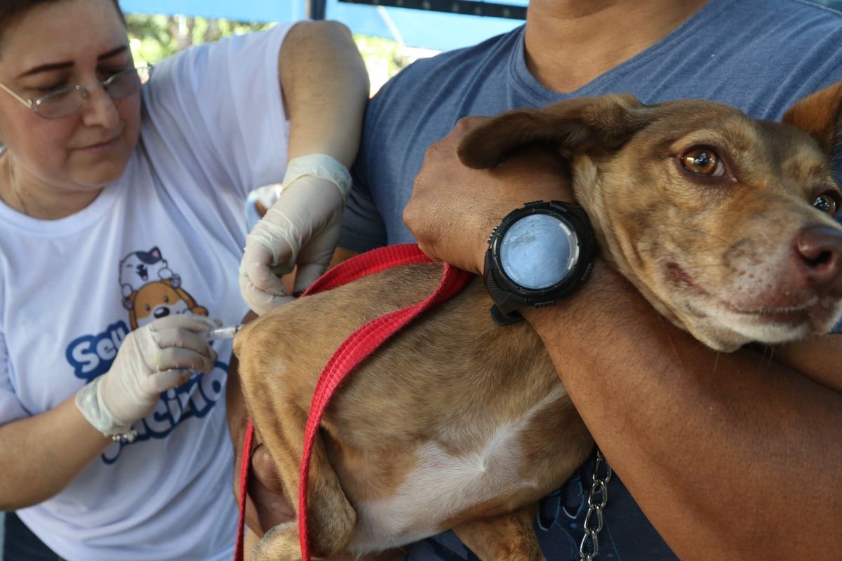 [Doença da raiva afeta principalmente cães é grave e não foi erradicada, diz especialista]