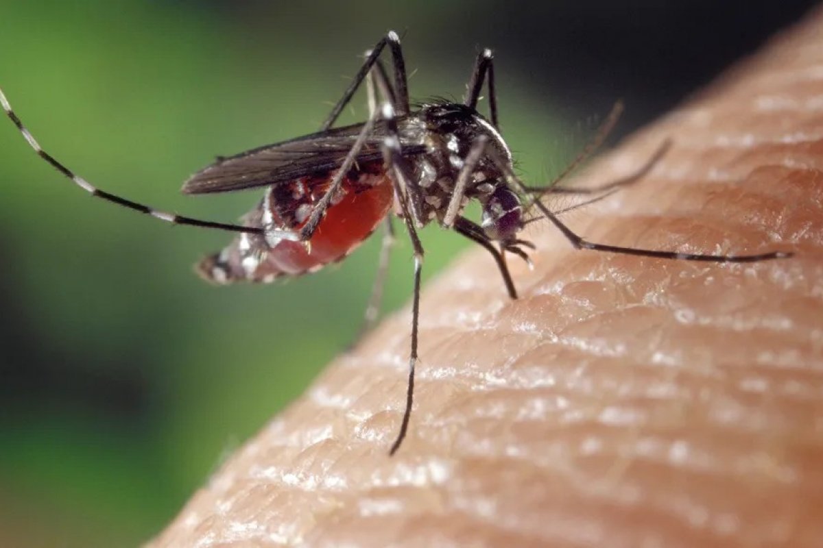 [Fiocruz: testes revelam alto índice de coinfecção de dengue e chikungunya]