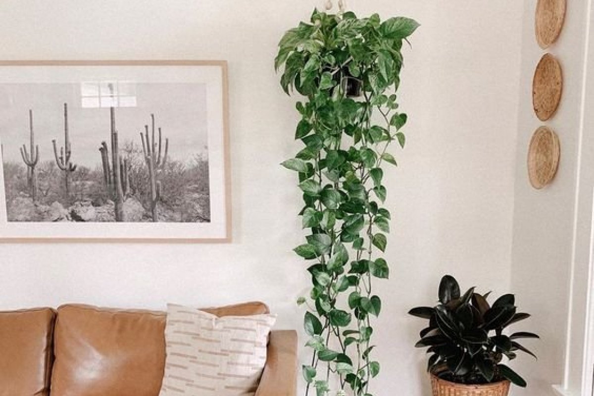 [Saiba quais espécies de plantas são ideais para o seu apartamento!]