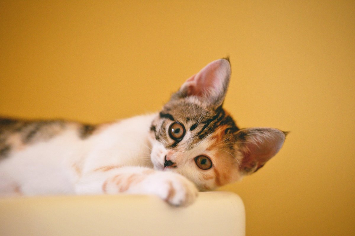 [Gatos domesticados surpreendem com complexidade de expressões faciais em interações sociais]