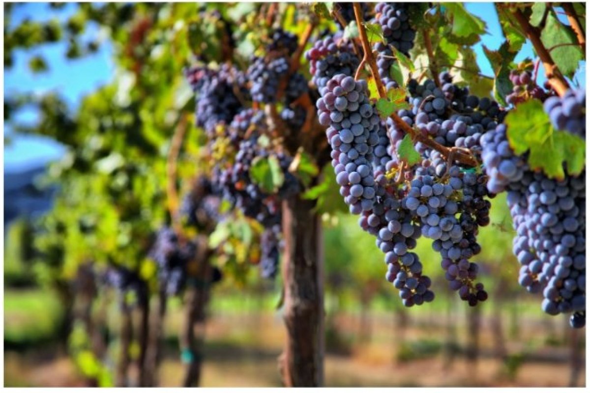 [Cinco vinhos para conhecer a melhor expressão da uva Merlot! ]