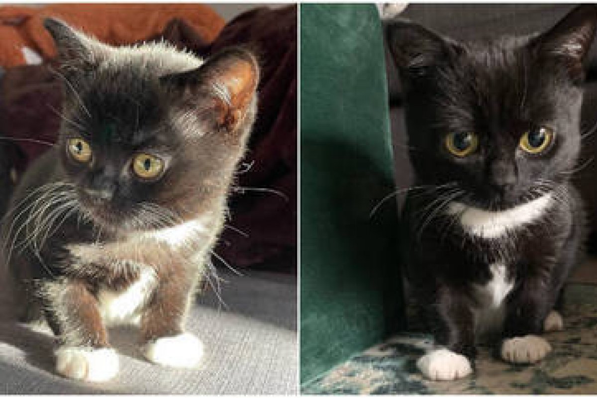 [Condição rara faz gata pesar menos de 2kg]