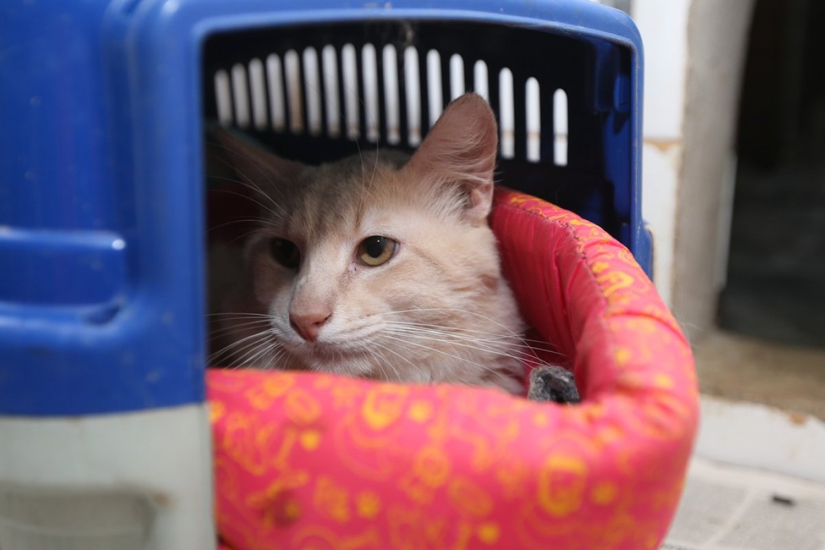 [Estudo aponta que gatos têm quase 300 expressões faciais diferentes]