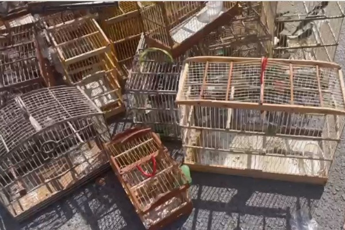 [Vídeo: PM resgata cerca de 300 aves silvestres em Camaçari]