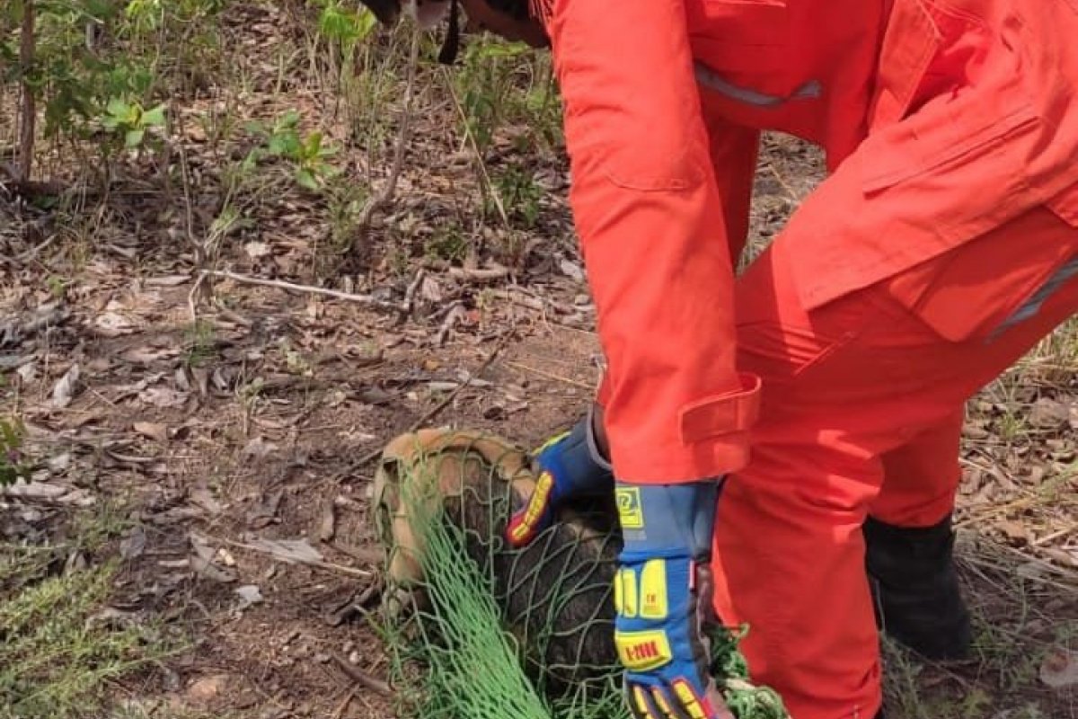 [Tamanduá-mirim é resgatado por bombeiros em Barreiras]