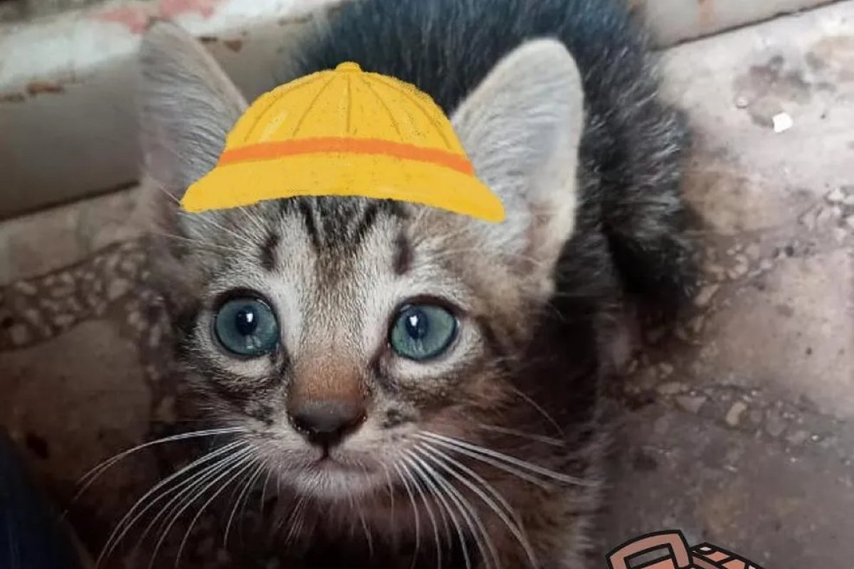 [Gatinho viaja quase 300 km até o DF dentro de motor de carro]