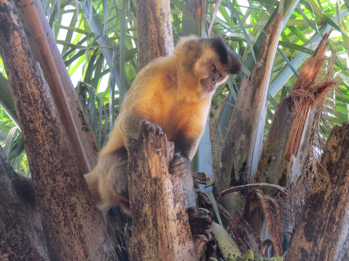 [Bonito, ecoturismo de qualidade no Mato Grosso do Sul]