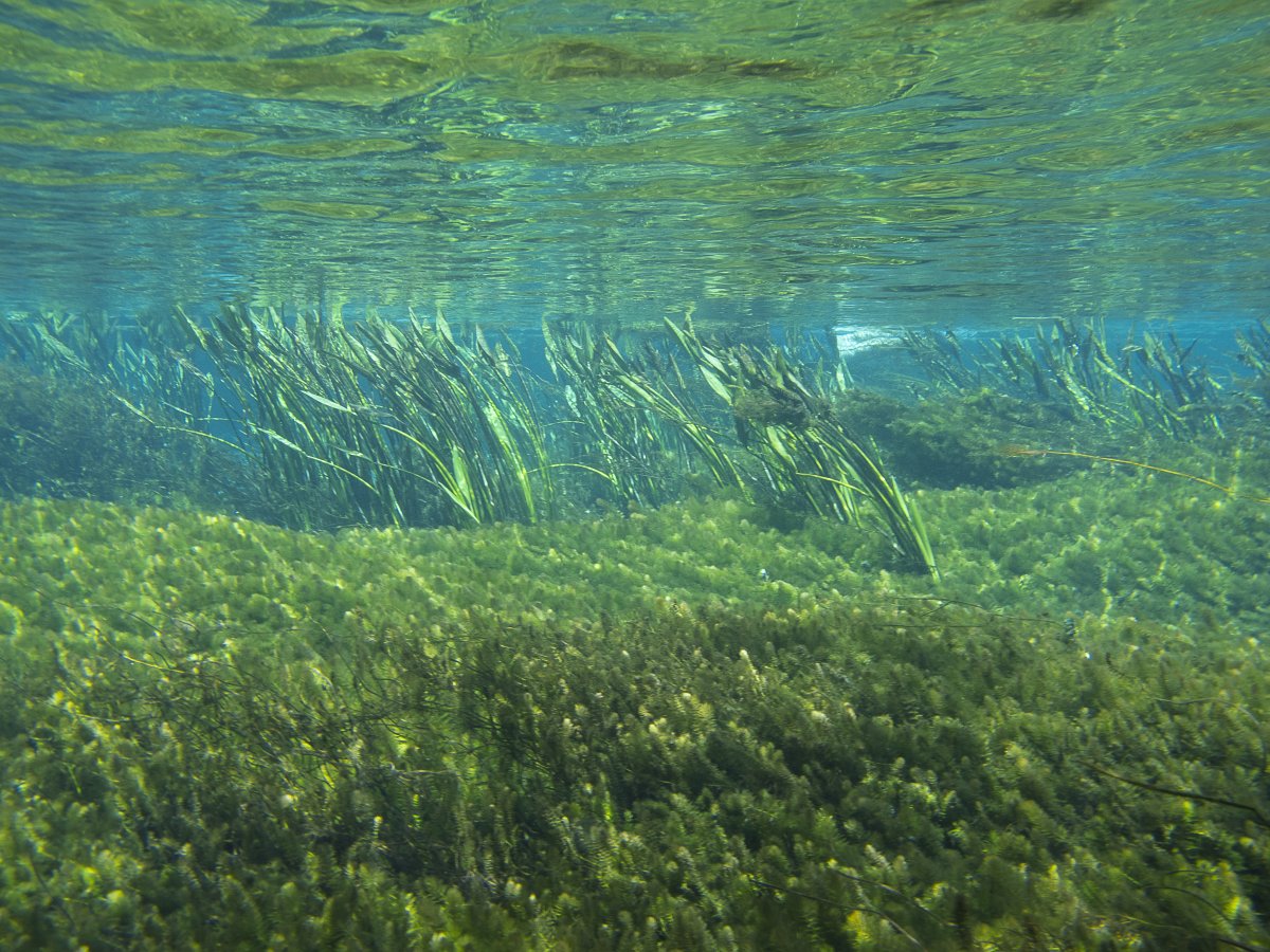 [Bonito, ecoturismo de qualidade no Mato Grosso do Sul]