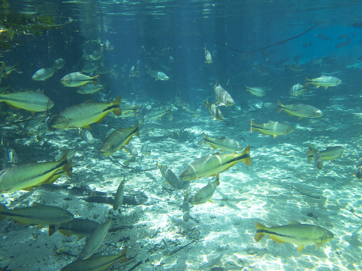 [Bonito, ecoturismo de qualidade no Mato Grosso do Sul]