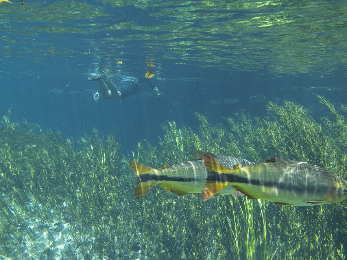 [Bonito, ecoturismo de qualidade no Mato Grosso do Sul]