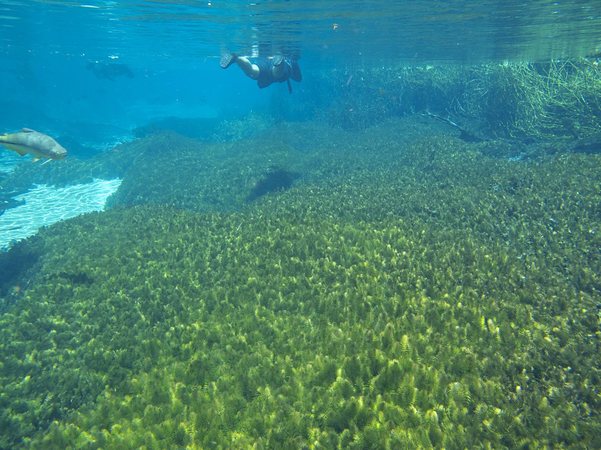 [Bonito, ecoturismo de qualidade no Mato Grosso do Sul]