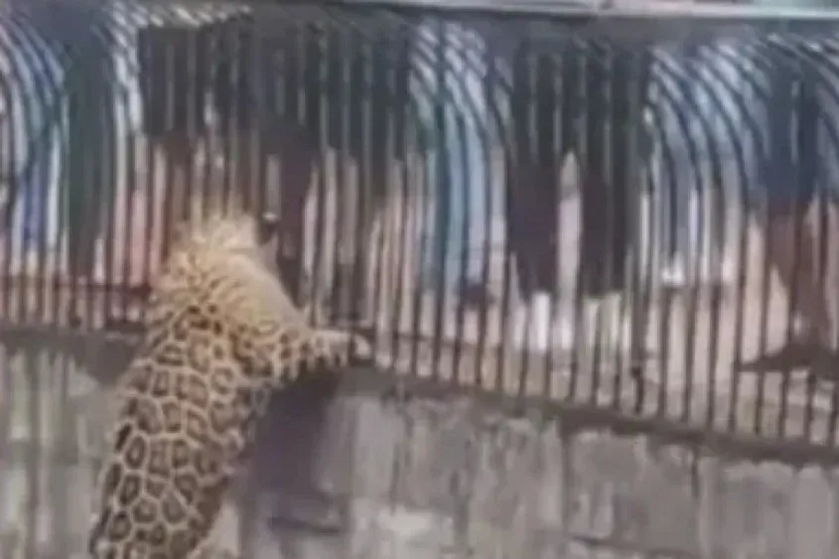 [Vídeo: Onça-pintada escala pilastra e se aproxima de visitantes em zoológico de Brasília]
