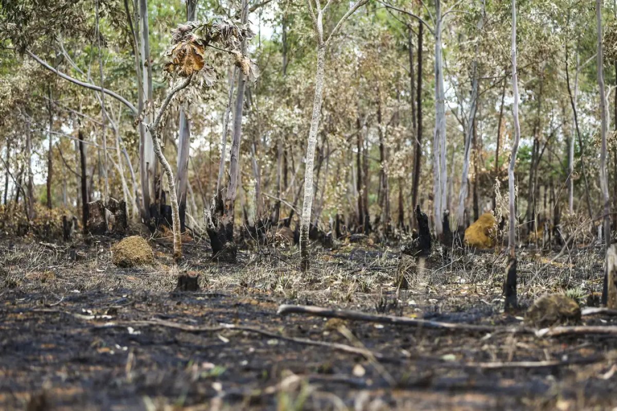 [Desmatamento cai pela metade na Amazônia e sobe 43% no Cerrado, aponta Inpe]