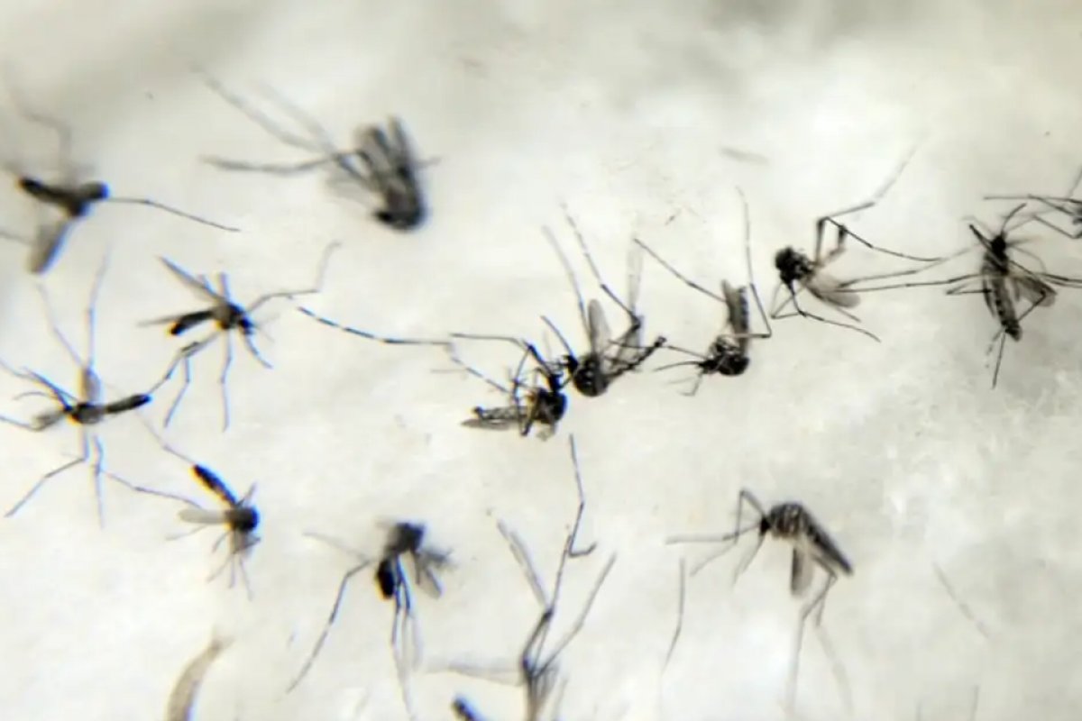 [Saiba como se proteger do mosquito da dengue em apartamentos e condomínios]