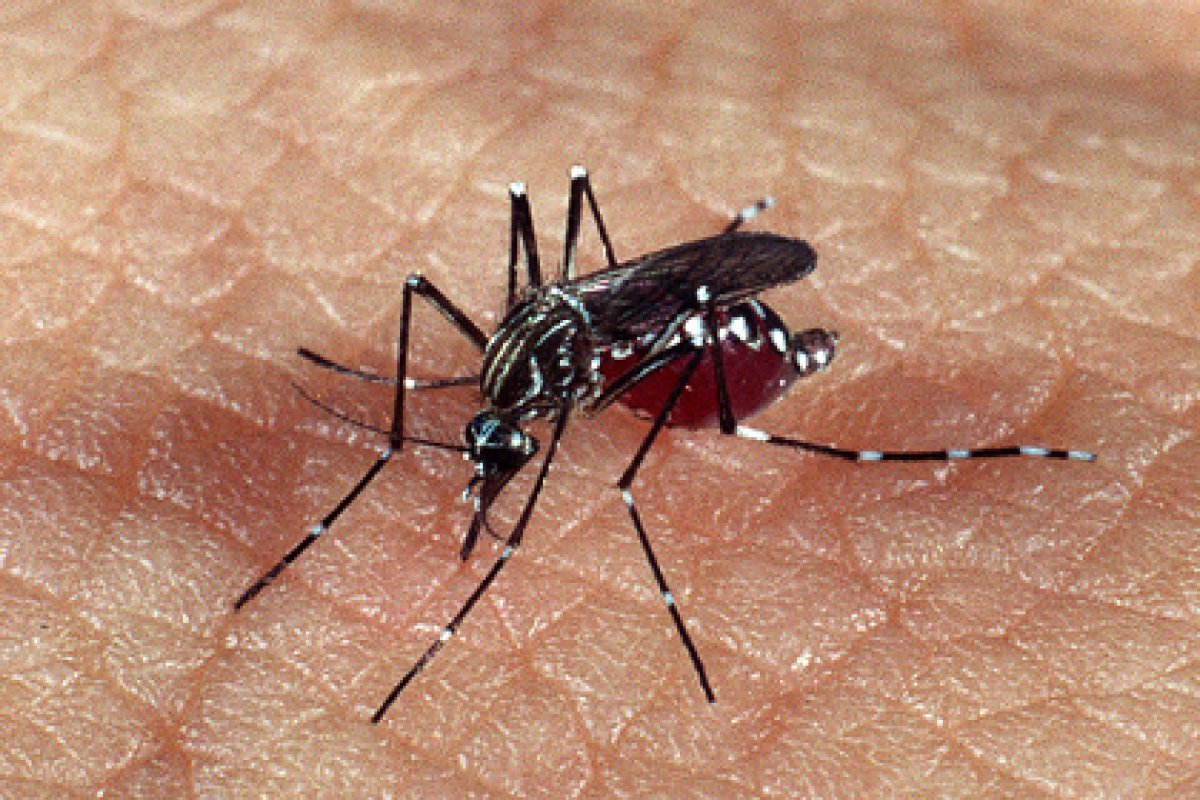 [Cidade de São Paulo registra primeira morte por dengue]