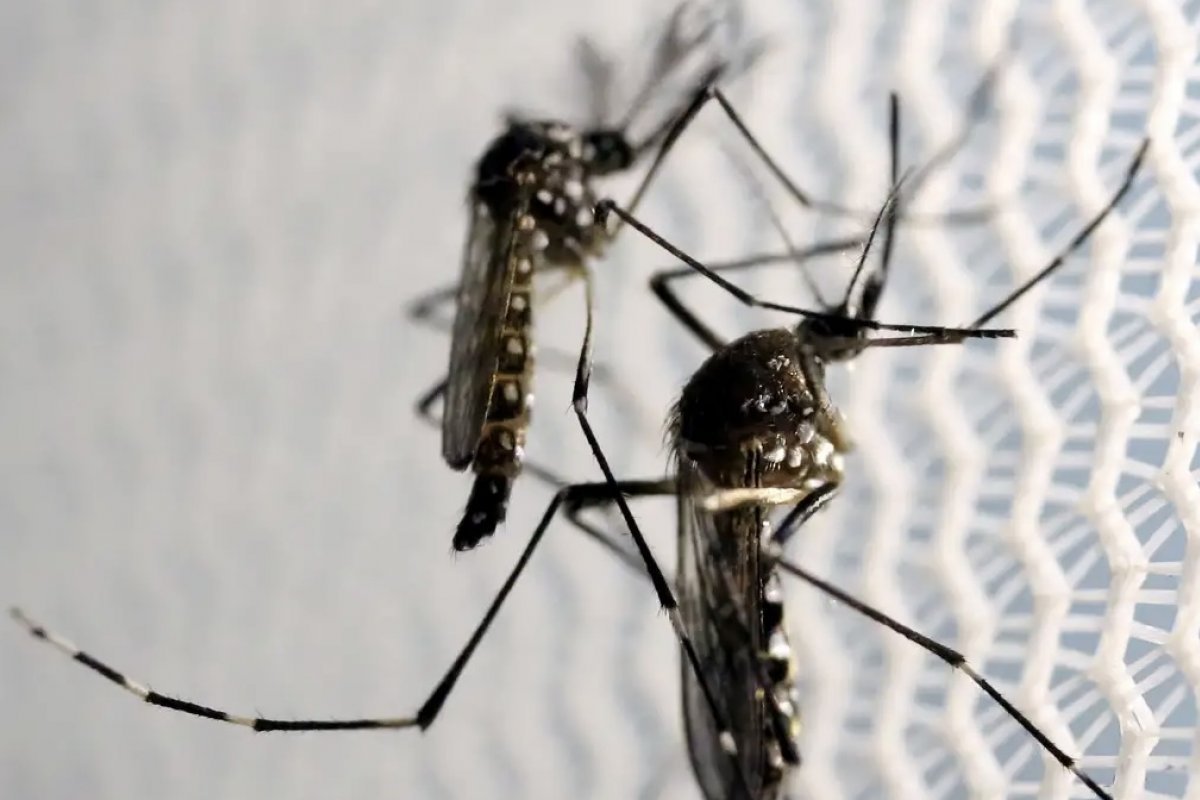 [Casos de chikungunya disparam 42% em meio à epidemia de dengue]