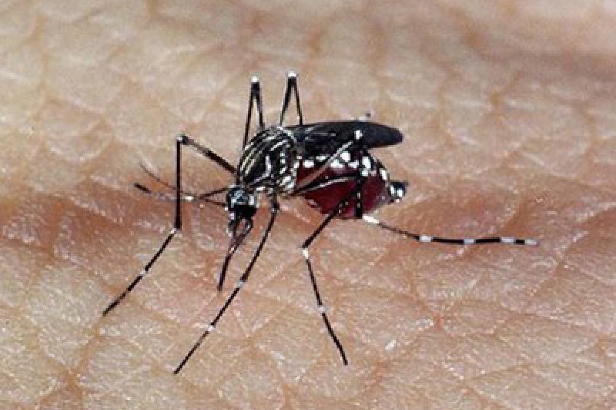 [Idosos e crianças fazem parte do grupos de risco para dengue grave]