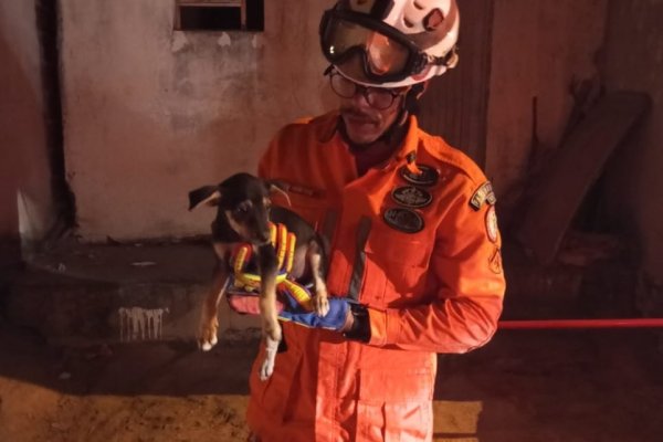 [Cachorro preso entre duas paredes é resgatado por bombeiros ]