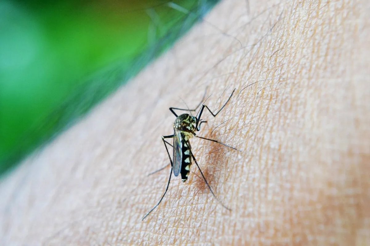 [ Dengue atinge gravemente crianças até 5 anos em 2024, revela pesquisa]