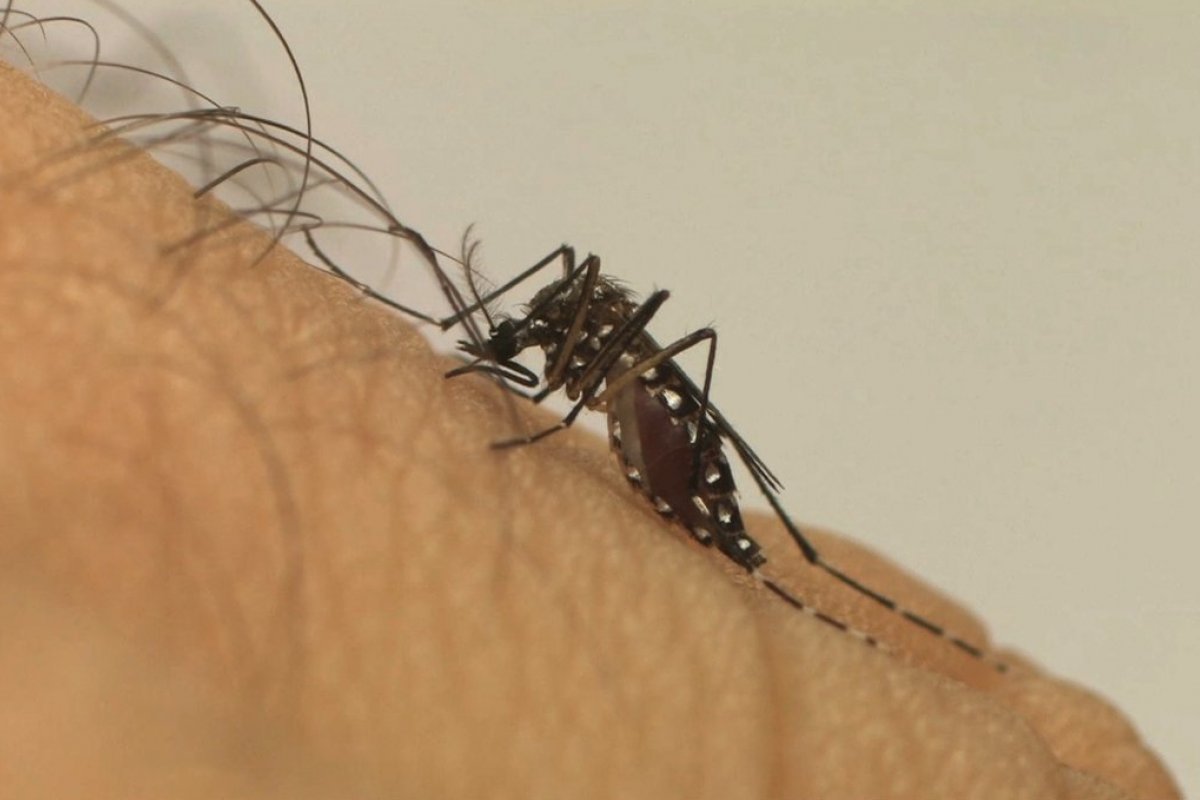 [Quase 4 bilhões de pessoas estão sob ameaça de infecções transmitidas por mosquitos, alerta OMS]
