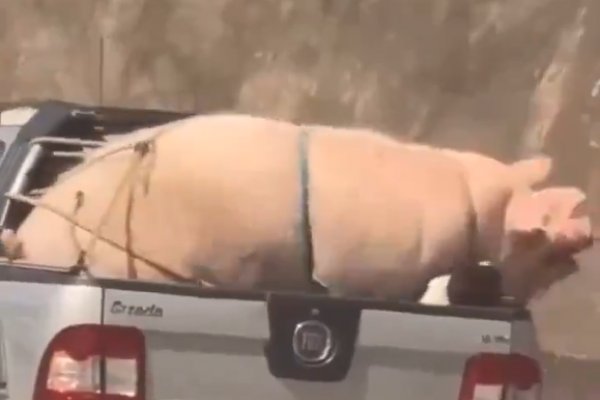 [Vídeo: porco e cabrito são transportados em carro na rodovia de São Paulo]