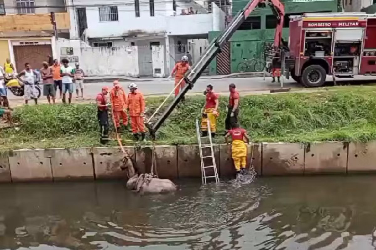[Cavalo é resgatado após cair e ficar atolado em canal no bairro de Piatã]