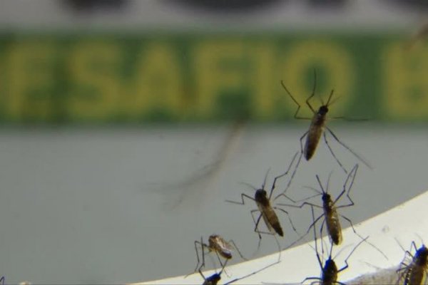[Ministério da Saúde aponta que Brasil se aproxima de 4 milhões de casos prováveis de dengue]