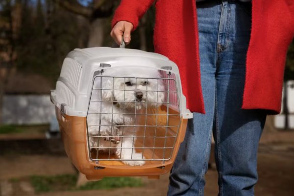 [Projeto que obriga aéreas a ofertar transporte de pets na cabine das aeronaves é aprovado na Câmara]