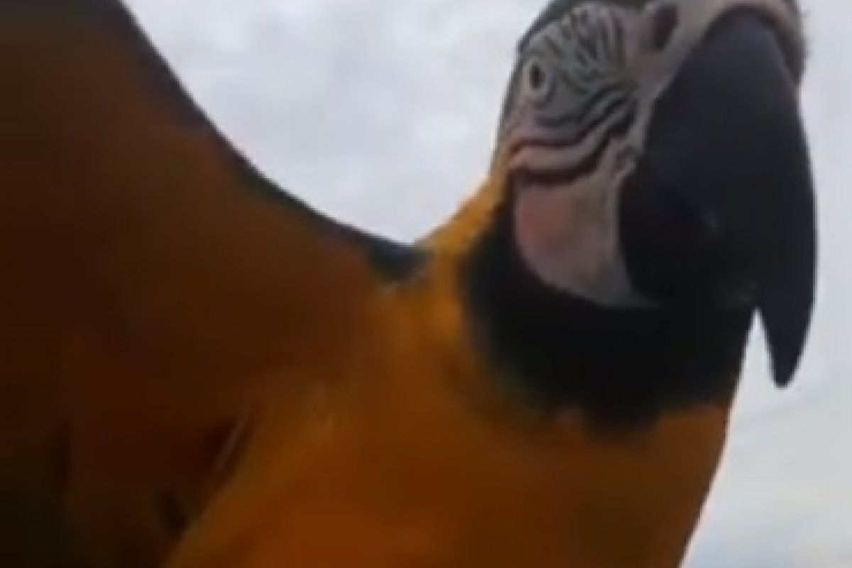 [Vídeo: Papagaia Laura pega carona com motoqueiro e bate-papo durante a viagem]