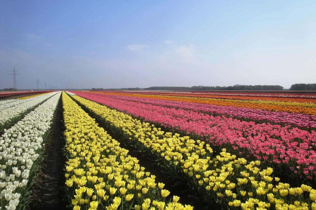 [Pandemia de coronavírus provoca destruição de 140 milhões de tulipas na Holanda]