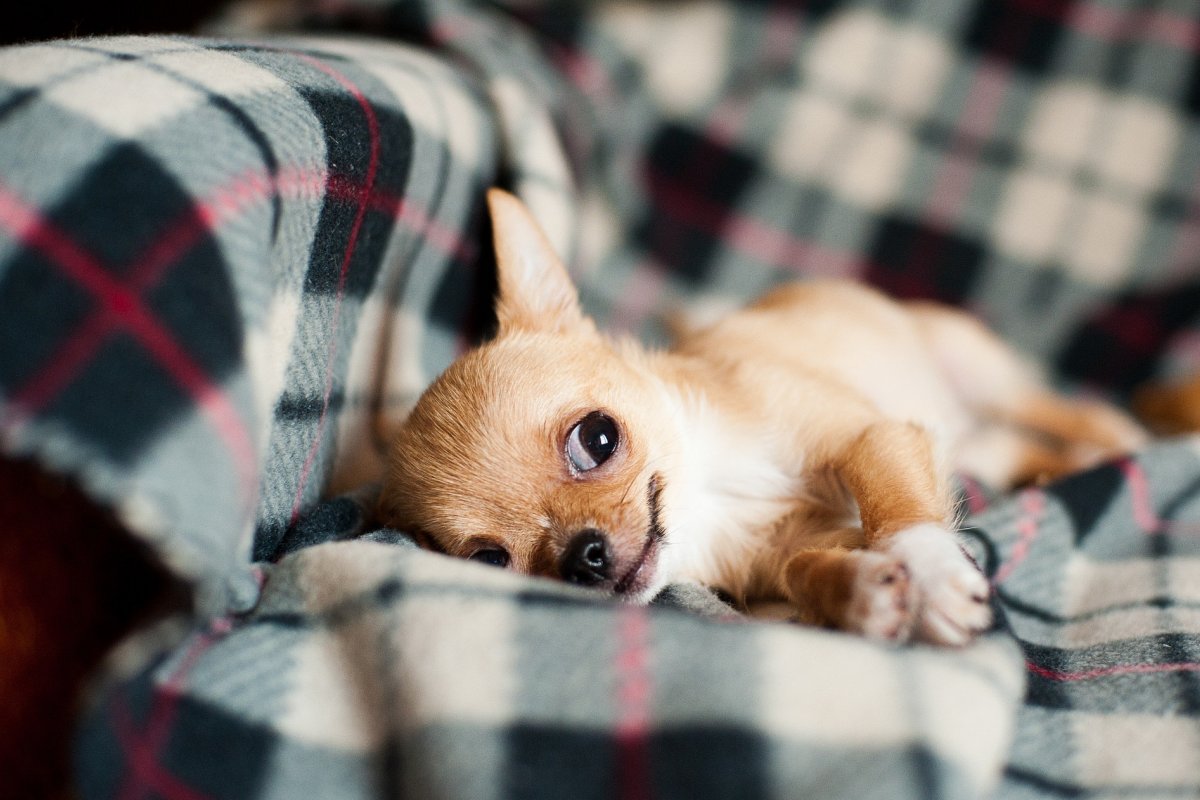 [Pets também sentem frio: confira dicas que fazem a diferença no bem-estar do animal]