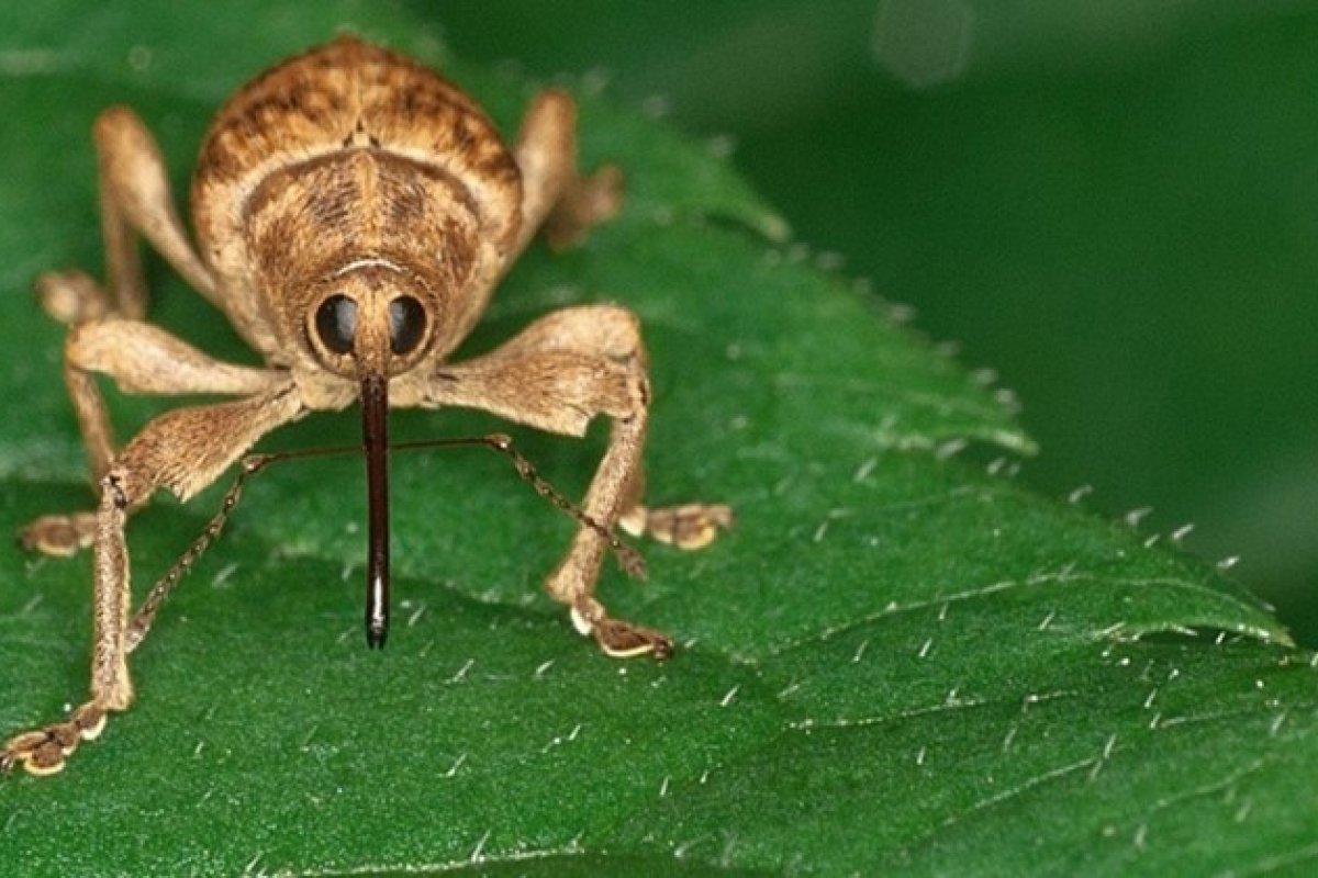 [Robô-inseto desenvolvido por cientistas se move como inseto de verdade]