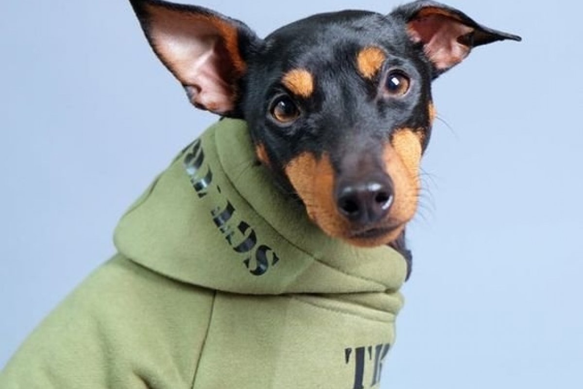 [Moda para Cachorro: As roupas para seu dog usar no inverno ]