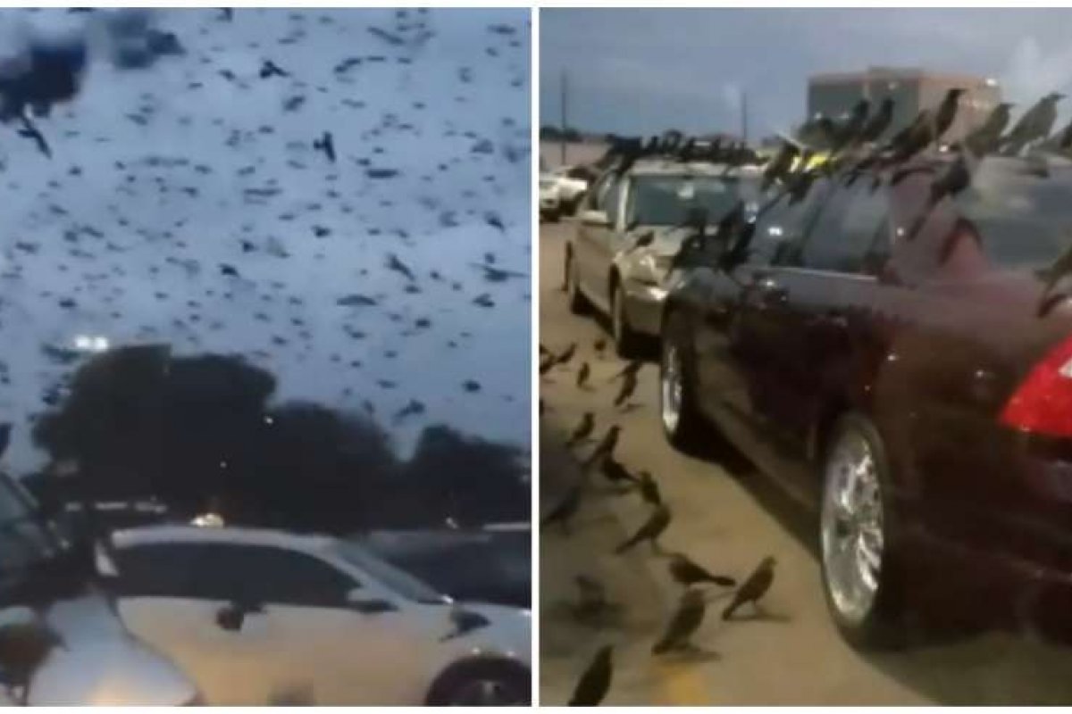 [Internautas resgatam vídeo de centenas de corvos em estacionamento nos Estados Unidos ]