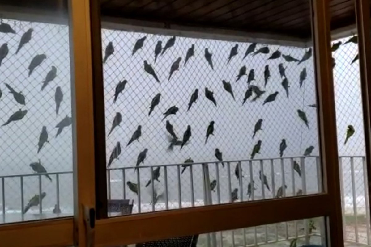 [Veja vídeo: após retirada de amendoeiras, morador de Ilhéus registra mais de 50 aves em sacada de prédio]