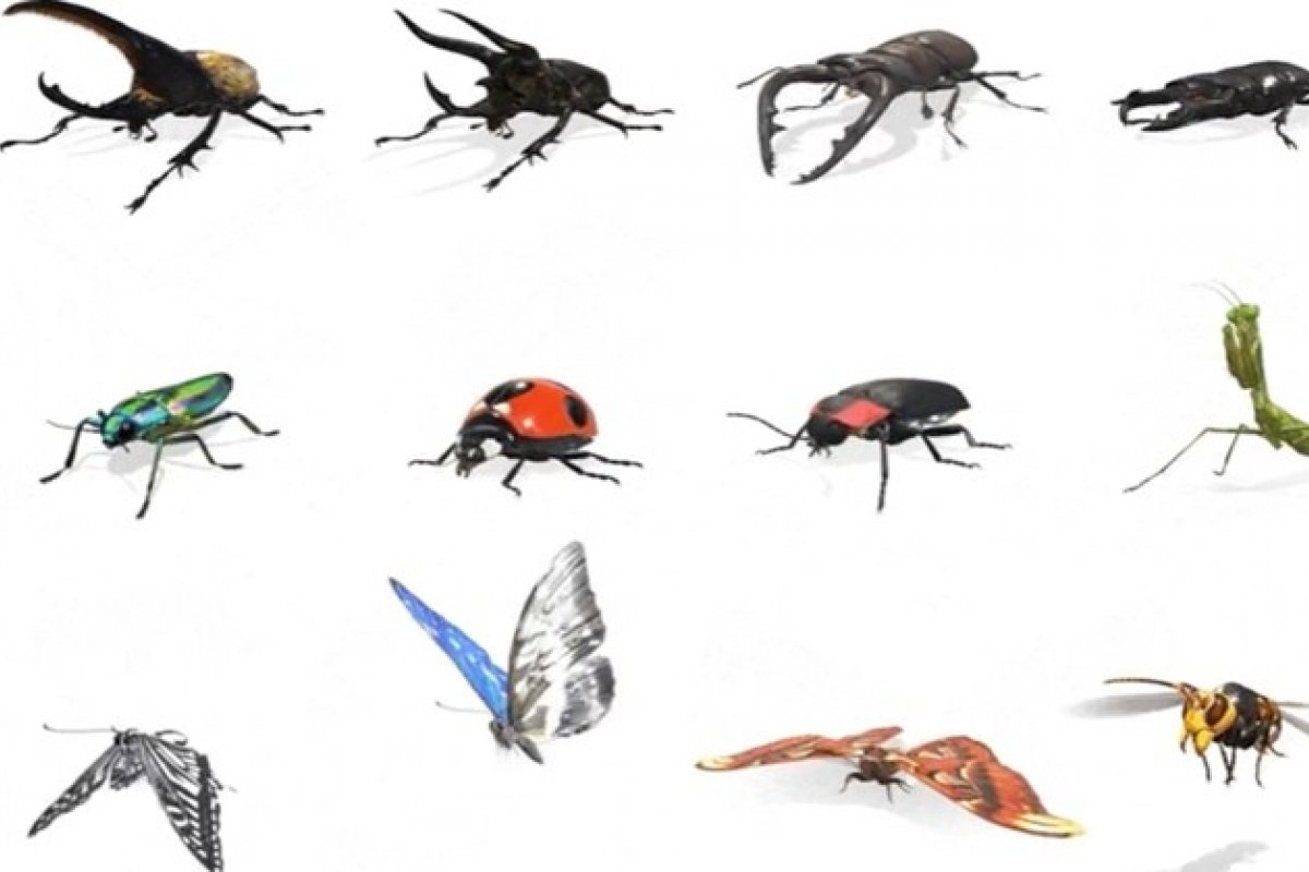 [Google inclui 23 insetos na busca via realidade aumentada]