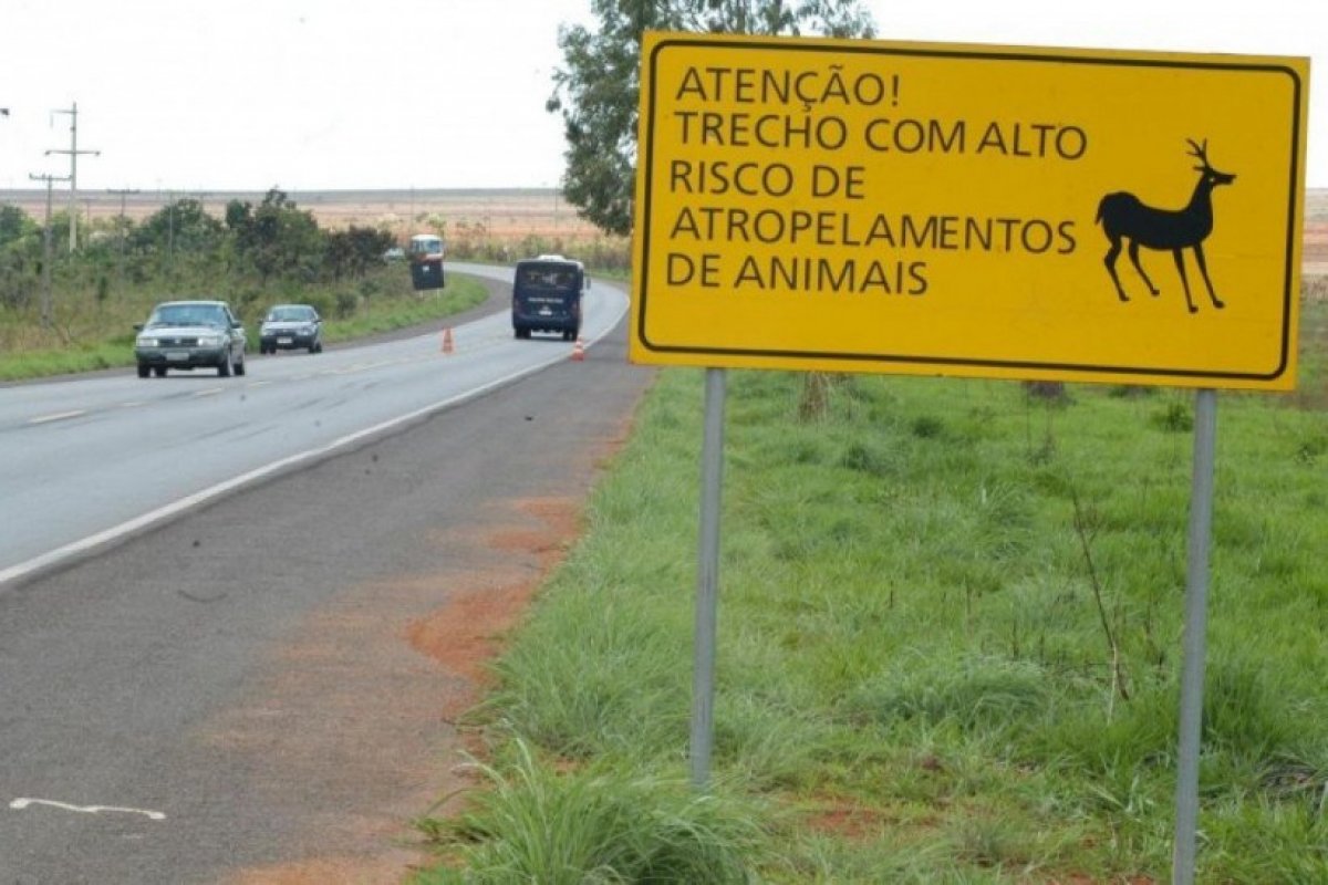 [475 milhões de bichos silvestres são mortos por ano nas estradas brasileiras, diz estudo]