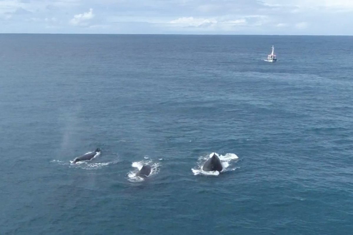 [Projeto Baleia Jubarte avista mais de 70 baleias no litoral da Bahia]