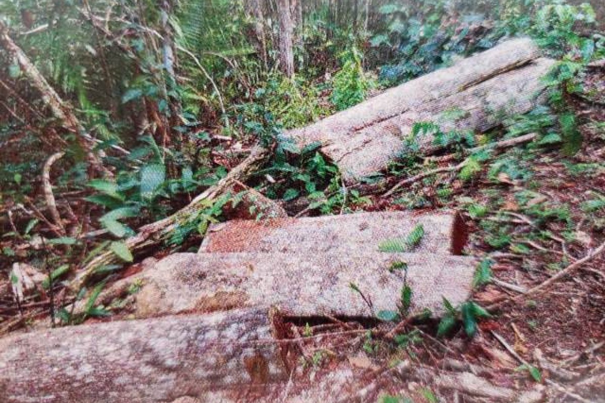[Por meio da plataforma do MapBiomas, MP receberá alertas sobre desmatamento de vegetação nativa na Bahia]