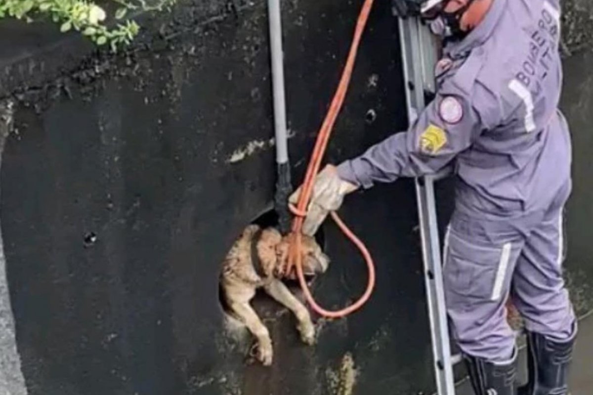 [Vídeo: cachorro é resgatado após ficar preso no tubo de um canal de escoamento, em Salvador]