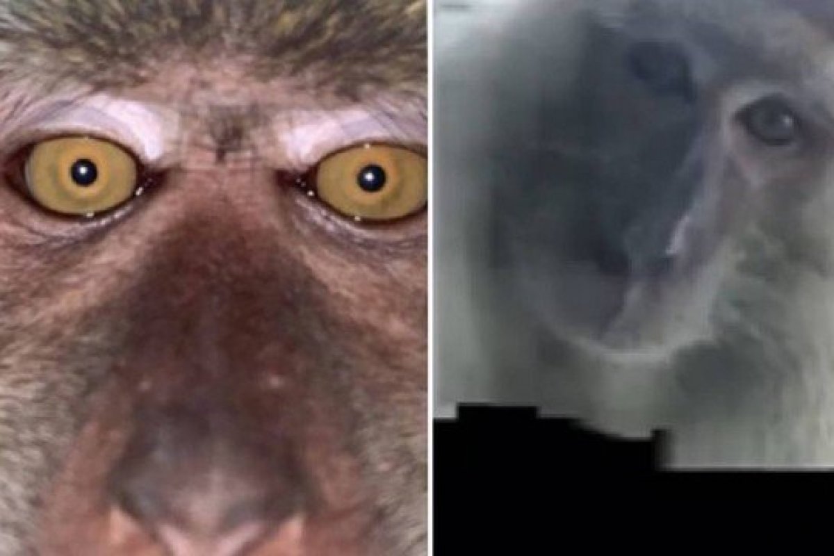 [Jovem recupera celular e encontra selfies de macaco no aparelho]