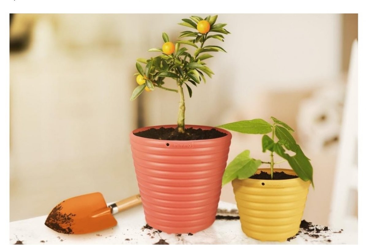 [Cinco passos para cultivar árvores frutíferas em vasos]