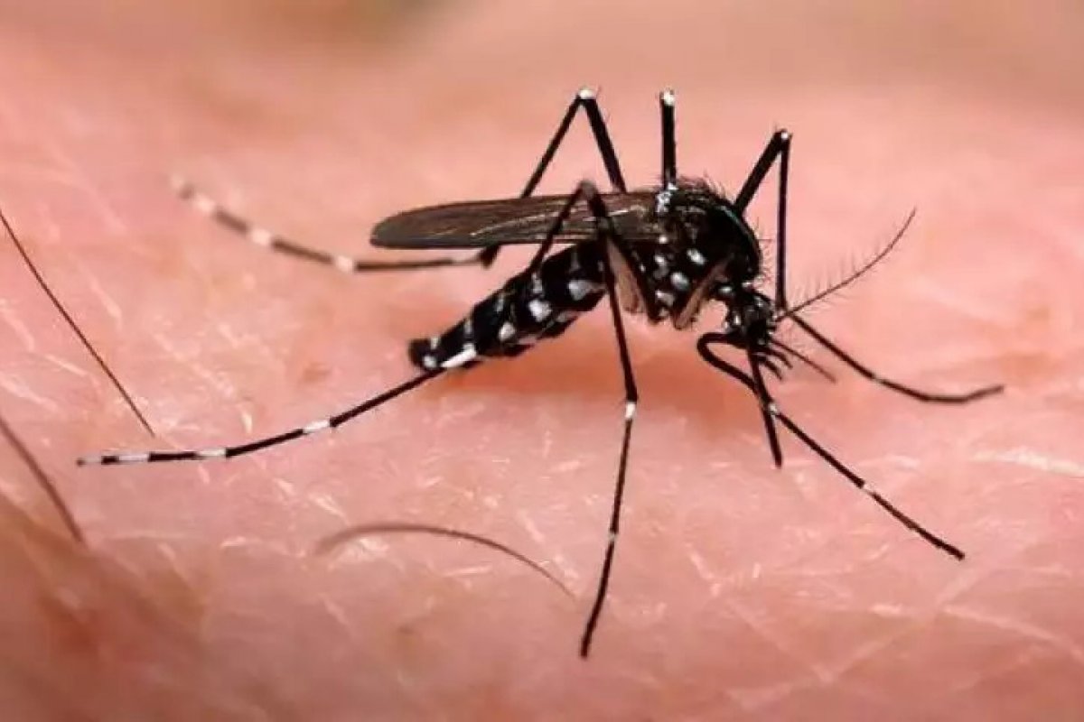 [Pesquisadores liderados por brasileiro estudam possibilidade da Dengue oferecer imunidade à Covid-19]