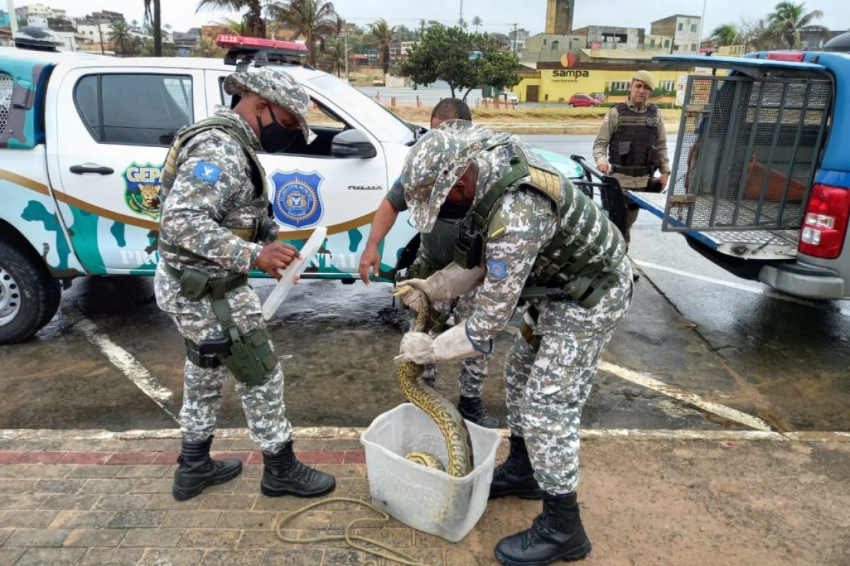[Equipes da Guarda Civil resgatam sucuri e jacaré na praia de Jaguaribe]