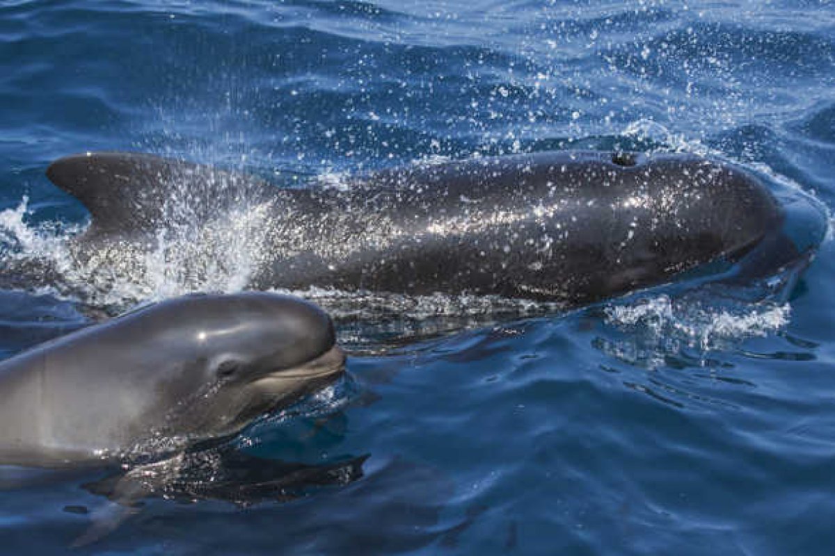 [Quase 100 baleias morrem encalhadas em ilha isolada da Nova Zelândia]