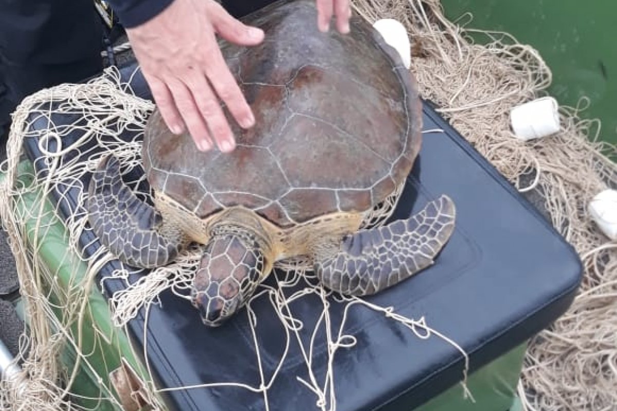 [Duas tartarugas são resgatadas durante operação da Polícia Militar ]